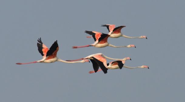 Five adult flamingos in flight. Their tendency of these and other gregarious birds to aggregate in compact flocks, sometimes formed by thousands of individuals, have often reminded the ancients of the armies deployed in battle. Author Supplied / Alessandro Andreotti.