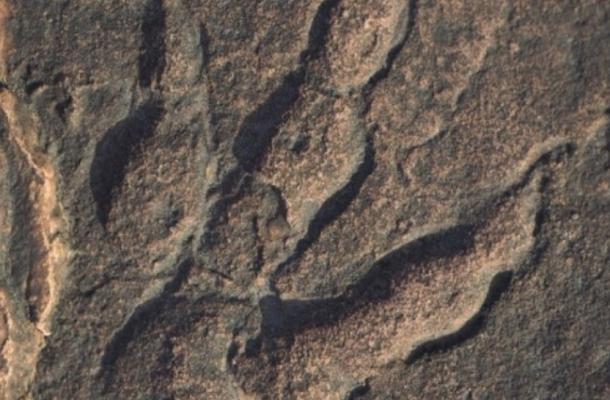 Footprint found in Triassic rocks from South Wales. 