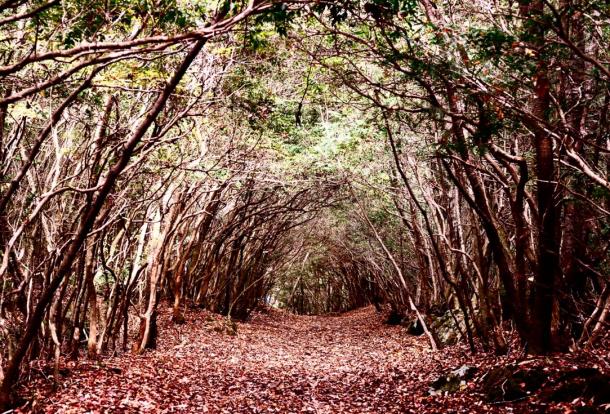 Forest of Aokigahara