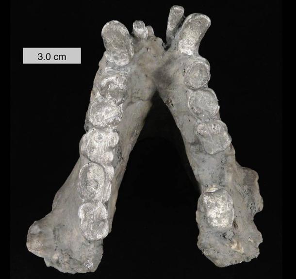 Fossil jaw of Gigantopithecus blacki, an extinct primate.