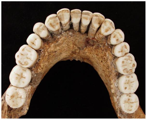 Fossil jaw of Neanderthal.