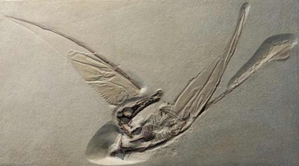 Huella fósil de Rhamphorhynchus, un pterosaurio volador del período Jurásico. (Imágenes de Wollwerth / Adobe Stock)