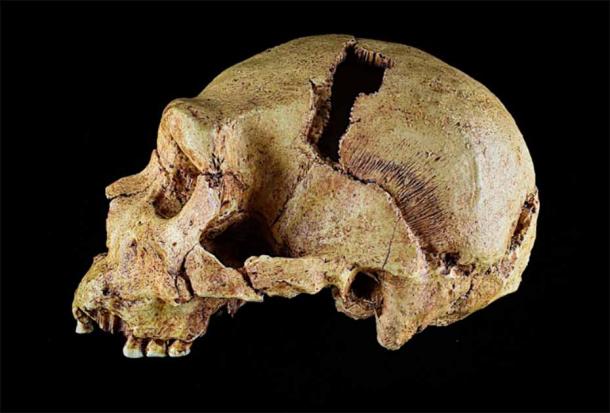 Fossil skull cast of homo Heidelbergensis, not part of this find. (G. Castelli / University of Cambridge)