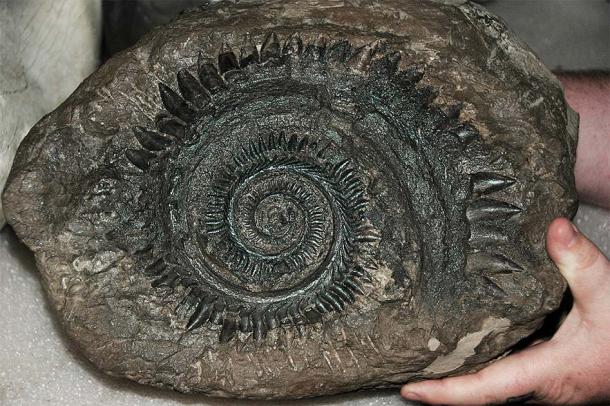 Fossil of a Helicoprion tooth whorl discovered in Idaho. (James St. John / CC BY 2.0)