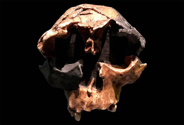 Fossil of Homo antecessor discovered around the time of the supposed near-extinction of human ancestors. Some scientists have argued that at the time of the bottleneck, not all human ancestor populations were affected in the same way. (Public domain)