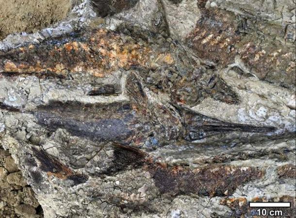 Fossilized fish piled one atop another as they were flung ashore by the seiche, at the 66-million-year-old meteor impact fossil site. (Robert DePalma / The University of Kansas)