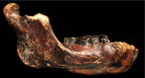 50,000-year-old skull may show human-neanderthal