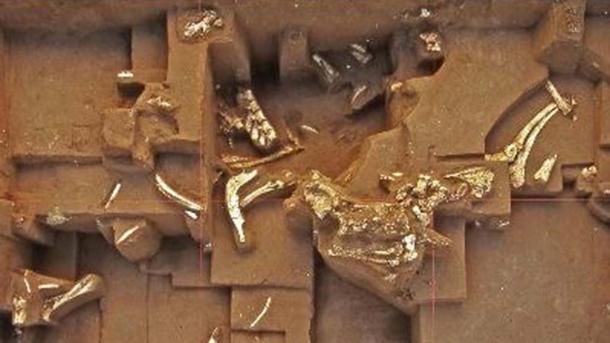 Fossils found at Untermassfeld.