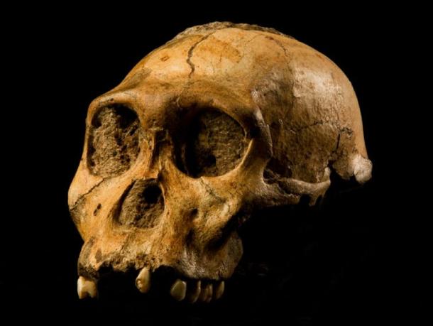 Fossils like that of Australopithecus sediba, discovered in South Africa by a 9-year-old boy, are reshaping the human family tree. Photo by Brett Eloff. Courtesy Prof Berger and Wits University, (CC BY-SA / The Conversation)