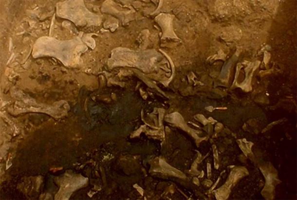 Fossils found in the giant sloth death pit. (La Brea Tar Pits)