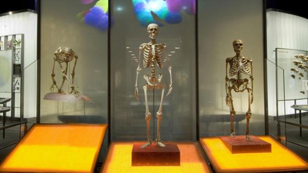 Esqueleto de simio fósil lado izquierdo, junto a dos homínidos posteriores en el Museo Americano de Historia Natural de Nueva York. (AMNH)