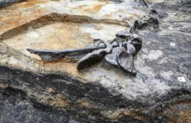 Four pelvic bones on a stick are shown (Alken Enge). Credit: Peter Jensen, Aarhus University