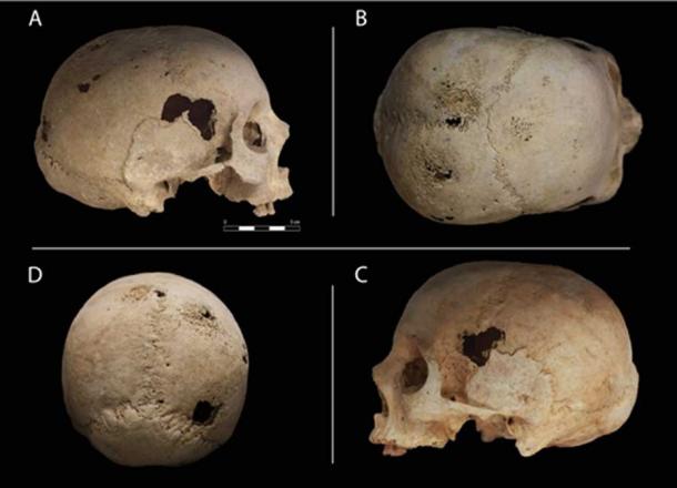 Four views of the skull. (Roberto Miccichè, Giuseppe Carotenuto & Luca Sìneo)