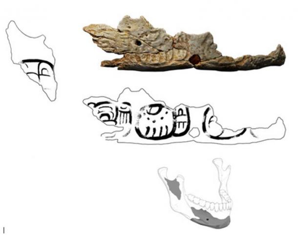 Fragment of the Pacbitun trophy skull. Drawings by Christophe Helmke; Laserscan model by Jesse Pruitt