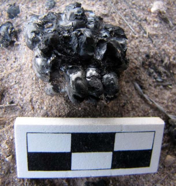 Fragment of an ancient, burned maize ear. (R. J. Sinensky / Antiquity Publications Ltd)