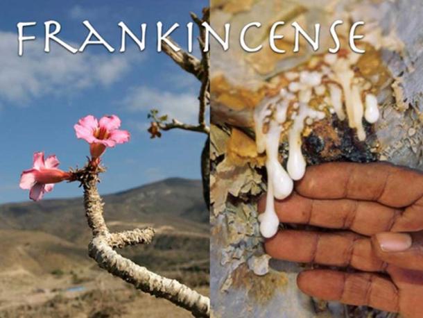 Frankincense. (Author provided)