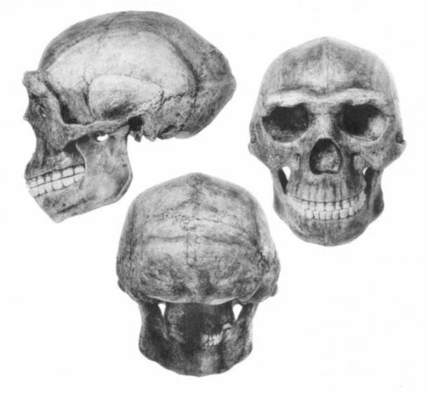 Franz Weidenreich's 1937 reconstruction of a female Peking Man skull. (Franz Weidenreich / Public domain)