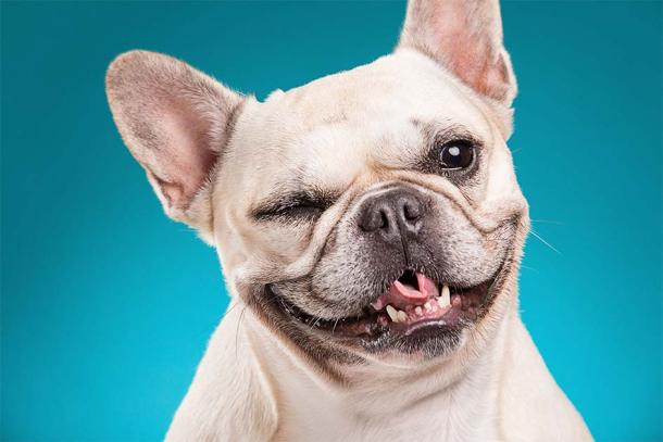 French bulldogs are valued for their friendly and affectionate nature. (_italo_ / Adobe Stock)
