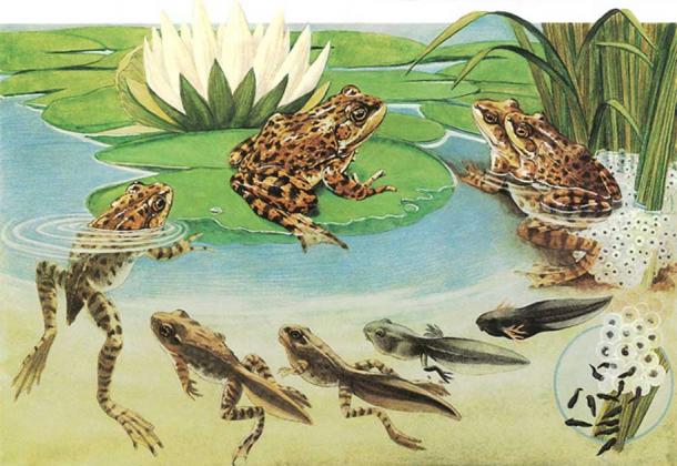 Frog life cycle. (Orin Zebest/CC BY 2.0) These changes had some influence on ancient cultures perceiving frogs as symbolic for rebirth and as the keepers of transmutation secrets.