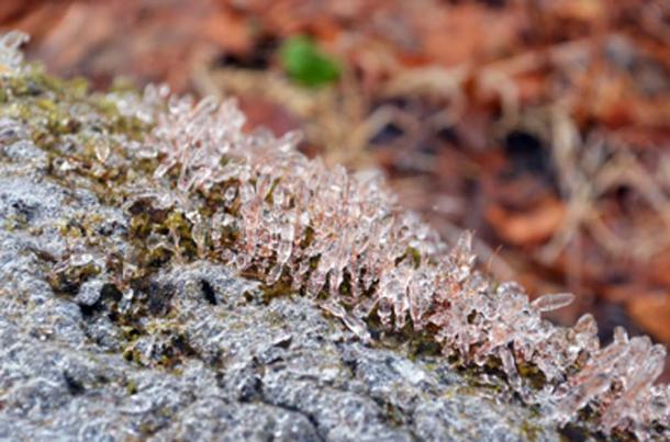 Frozen lifeforms, such as the moss, have been successfully revived. (angelacina1 / Public Domain)