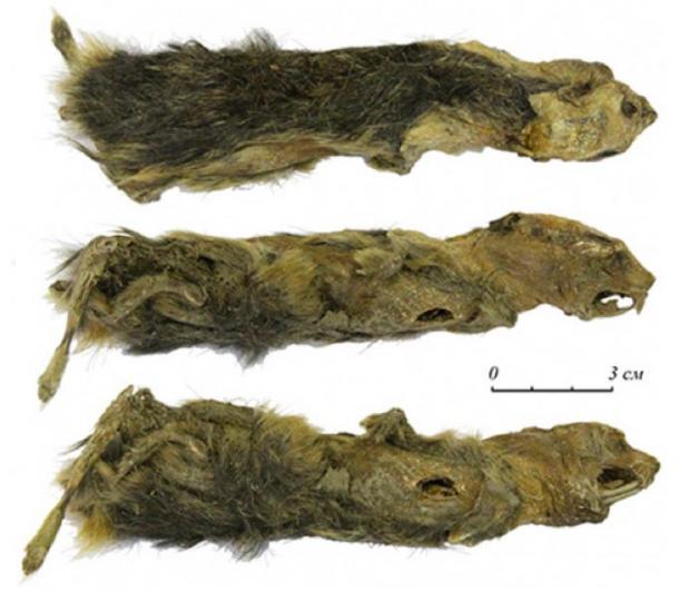 Frozen mummy, appearance from the dorsal, right lateral and ventral sides. Picture: Alexey Lopatin et al.