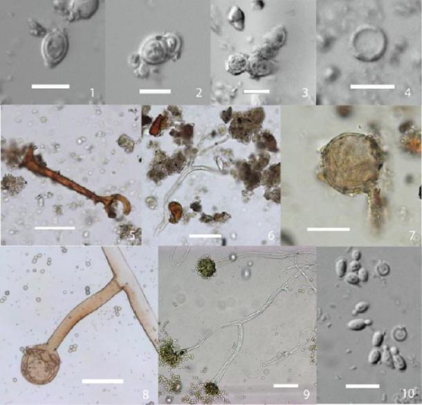 Fungi found inside the shards (pictured) reveal the amphorae were used for alcohol fermentation. (Li Liu / Yongqiang Li / Jianxing Hou)