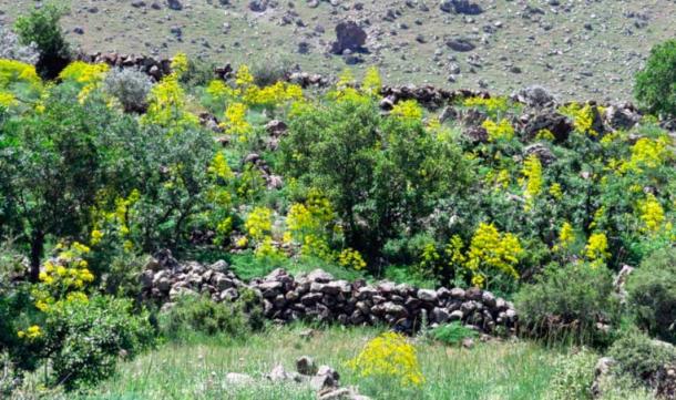 Vista general de la población de Ferula drudeana en un jardín con paredes de piedra. (CC POR 4.0)