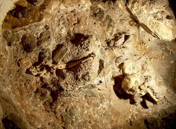 General view of Little Foot skeleton in its original position in Sterkfontein cave. (Mourre / CC BY-SA 3.0 )