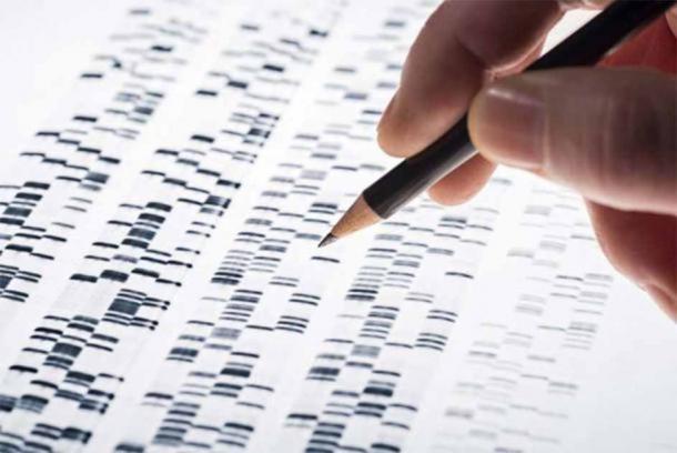 Genomes consist of hundreds of thousands of markers. (Eisenhans / Adobe Stock)