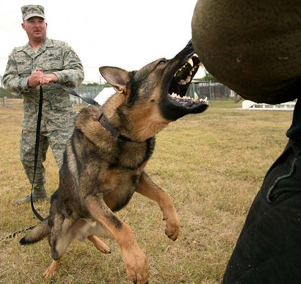 German Shepherd military working dog in training exercise