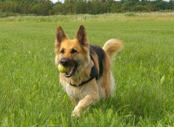 The German Shepherd is a relatively new breed of dog, that is often prized for its strength, intelligence, trainability, and obedience.