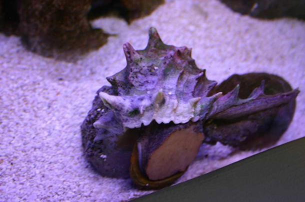 The Giant Eastern Murex with its vibrant purple color