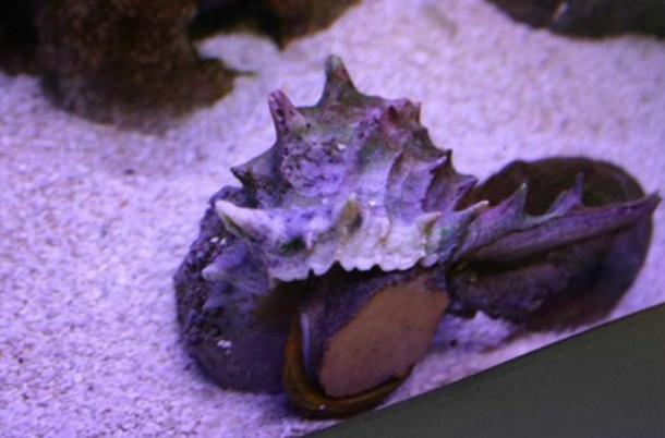 The Giant Eastern Murex with its vibrant purple color 