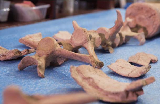Giant armadillo bones, some of which show signs of butchery. (UNLP)