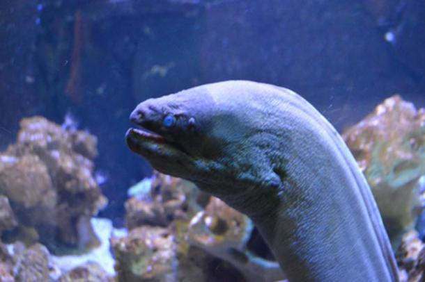 Giant eels can reach up to 3 meters (9 ft 10 in) in length and have a maximum weight of roughly 110 kg (240 lb). Credit: Estefania / Adobe Stock
