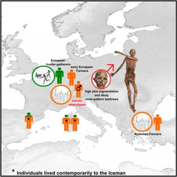 Graphic of key findings of the study linking Ötzi genes to Anatolian farmers. (Wang et al. /Cell Press)