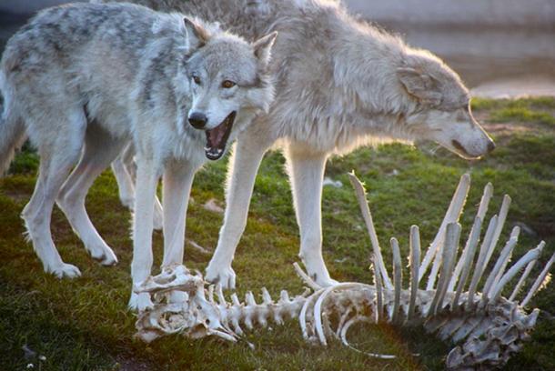 Gray wolves by a stripped animal carcass 