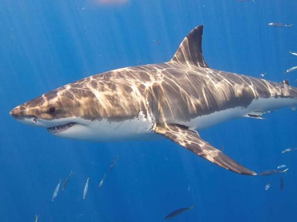 Great white shark.