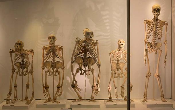 Great ape skeletons in the Museum of Zoology, University of Cambridge. From left to right: Bornean orangutan, western gorilla, western gorilla, chimpanzee, human. (DeFacto/CC BY-SA 4.0)