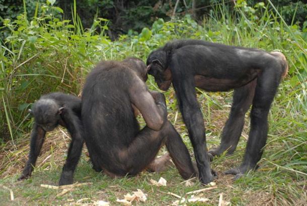A Group of bonobos.