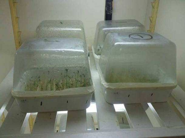 Growing seeds in the ICARDA genebank. Tel Hadya, Syria