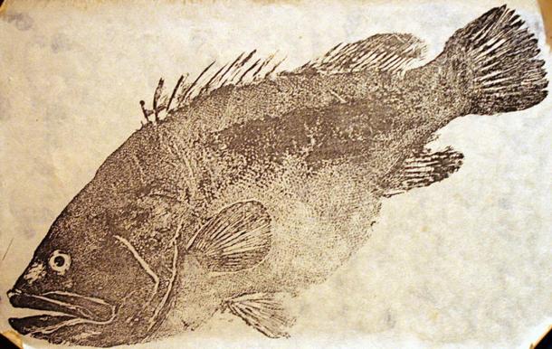 Gyotaku imprint using ink.