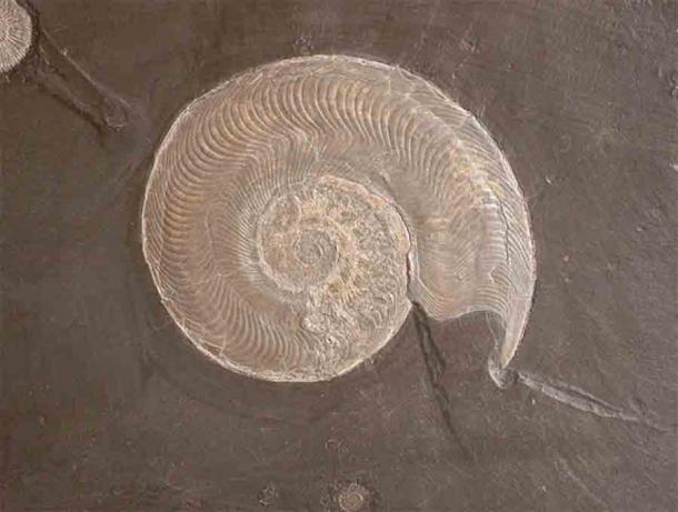 Esta Harpoceras falcifer se encontró en Posidonia Shale en Holzmaden, Baden-Württemberg, Alemania, que fue la misma fuente de los fósiles utilizados en el último estudio. Harpoceras, un género extinto de cefalópodos, existió en el período Jurásico y eran carnívoros nectónicos rápidos. (Lisipo / CC BY-SA 3.0)