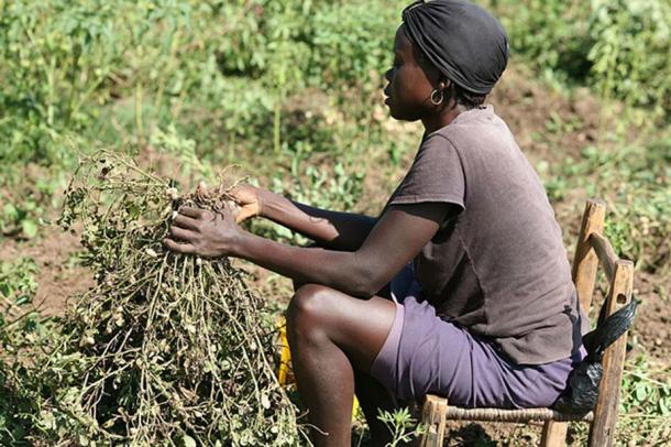 Harvesting Peanuts, also called Groundnuts.