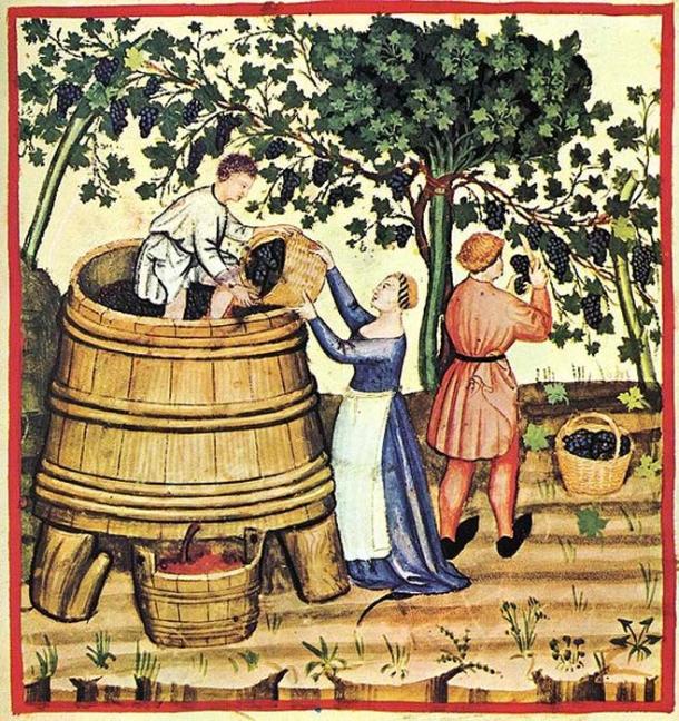 Harvesting grapes for wine. 