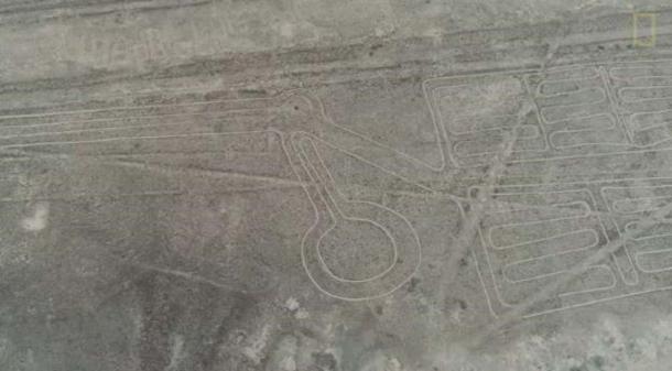 Head of the newly discovered geoglyph ‘the pelican’. (National Geographic)