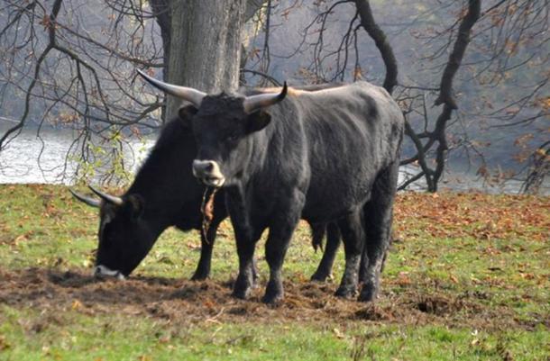 Heck cattle: the first attempt to breed a look-alike of the aurochs with modern cattle.