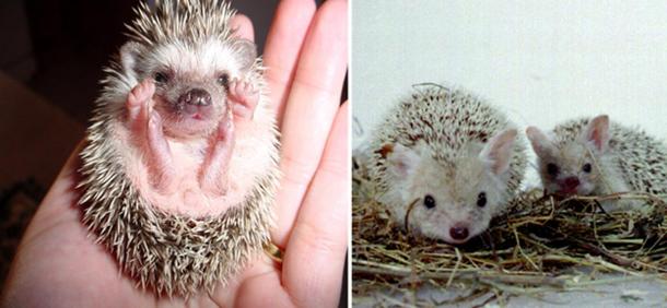 [Right] A Desert Hedgehog cub (Paraechinus aethopicus) curled up in a man's hand. [Left] Hernicus auritius, long-eared hedgehog, in captivity in Leningrad Zoo.