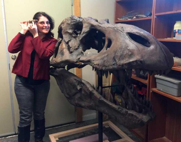 Dr Herculano-Houzel standing next to a life-size cast of Sue The T. rex (the one in the Chicago Field Museum) during a visit in 2017 to the Stone Age Institute, Indiana. Dr Herculano-Houzel is holding a life-sized copy of Sue's endocast. It's laughed at for being tiny compared to her body - but it's actually baboon brain-sized, and so perfectly sufficient to hold baboon-like numbers of neurons in the telencephalon! (© Dr Herculano-Houzel)