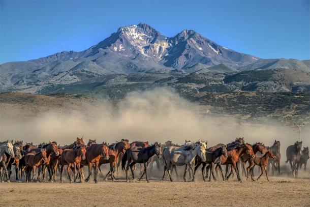 Herd of wild mustang horses. (klazing / Adobe stock)